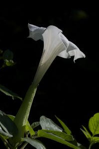 Flower of a Datura 