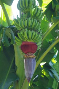Musa (banana) specimen