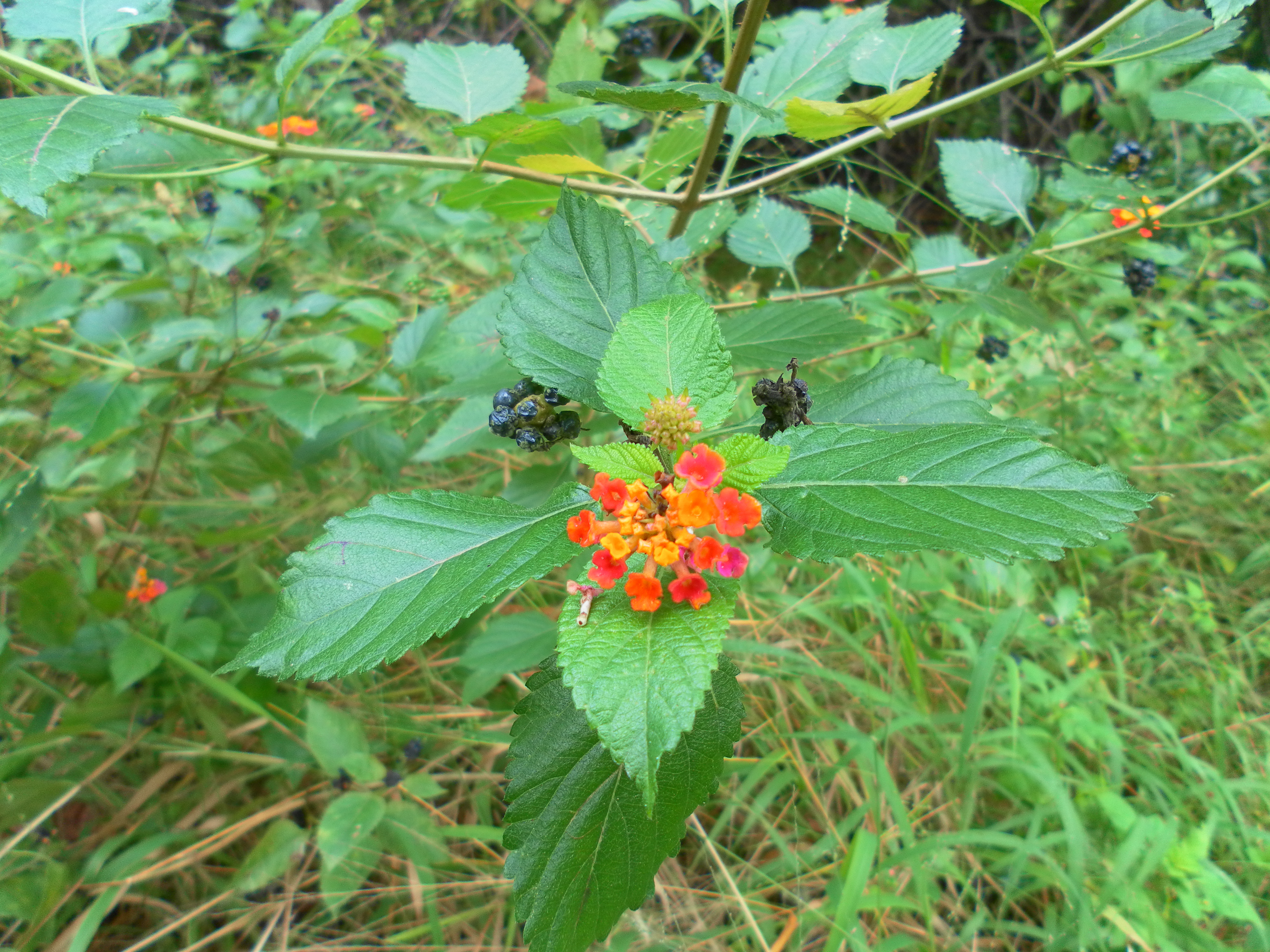 a-f. Lantana hirsuta subsp. ica-a. branch; b. detail of the